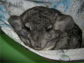 Фотография Трофимова Дениса