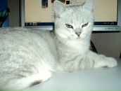 Фотография Борисова Александра