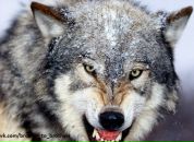 Богдан Алексійчук фотография #32 (источник - https://vk.com/id153379428)