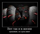 Діна Никифорова фотография #38 (источник - https://vk.com/id69910692)