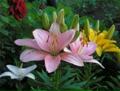 Анічка Калиновська фотография #7 (источник - https://vk.com/id143080214)