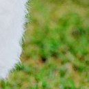 Ірина Мисюк фотография #44 (источник - https://vk.com/id105920111)