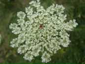 Ульяна Ніколенко фотография #32 (источник - https://vk.com/id38461390)