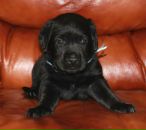 Фотография Меркулова Виталия