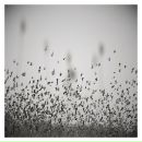 Степан Голінач фотография #41 (источник - https://vk.com/id34489525)