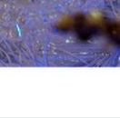 Галя Зінчук фотография #1