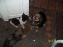 Іннуся Когут фотография #21 (источник - https://vk.com/id134986289)