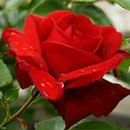 Фотография Журавлёвой Олечки