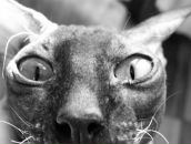 Фотография Гулевич Александры