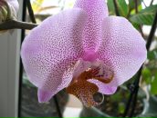 Фотография Шибневой Ксении