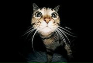 Фотография Яна Яна