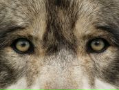 Фотография Волковицкого Сергея