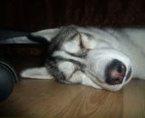 Фотография Горячева Дмитрия