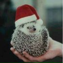 Віктор Венгриновський фотография #41 (источник - https://vk.com/id70276041)