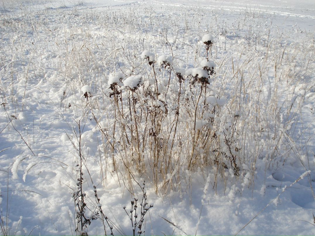 Дмитрий Лаёв фотография #30