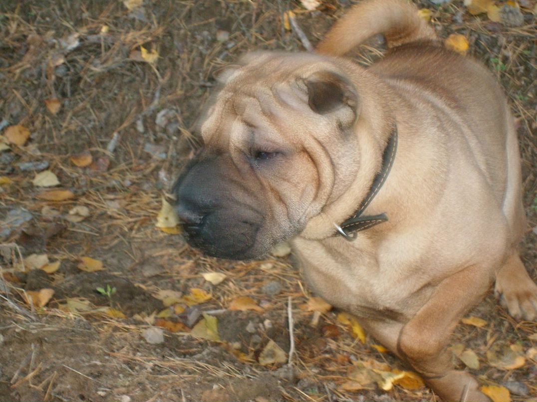 Гриша Дорощенко фотография #34