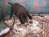 Іван Алмаші фотография #22 (источник - https://vk.com/id89643469)