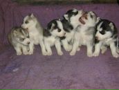 Фотография Штукина Александра