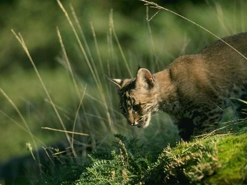 Михаил Валеев фотография #34
