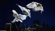 Фотография Яруллина Рашида