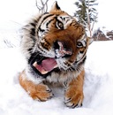 Анна Тарасенко фотография #16 (источник - https://vk.com/id471985)