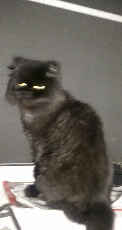 Николай Хон фотография #17