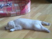 Аня Підлужна фотография #36 (источник - https://vk.com/id9638175)