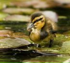 Анастасія Майстренко фотография #34 (источник - https://vk.com/id4120999)