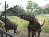 Клевый Парень фотография #48 (источник - https://vk.com/id391001)