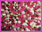 Олечка Новікова фотография #8 (источник - https://vk.com/id152682009)