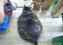 Лєна Маїло фотография #47 (источник - https://vk.com/id105605263)