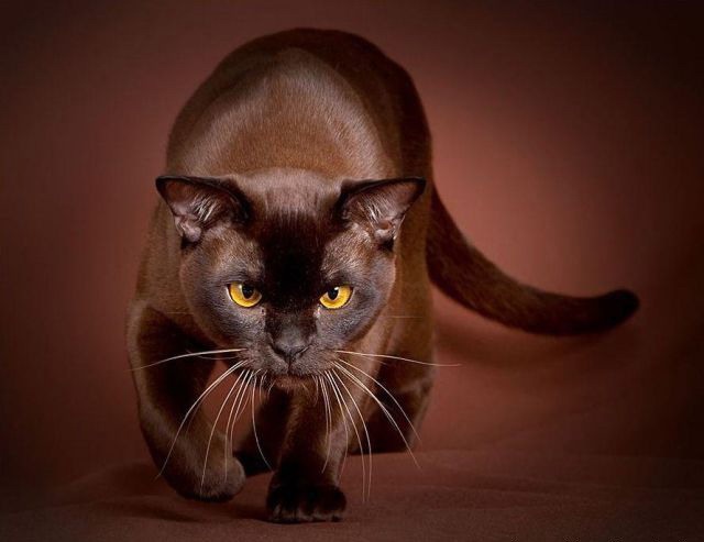 Дима Стащенко фотография #29