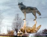 Фотография Анатольевич Павлова Олега