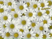 Фотография Весниной Екатерины