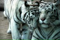 Фотография Тарбеева Антона