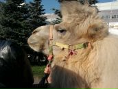 Фотография Седовой Марии